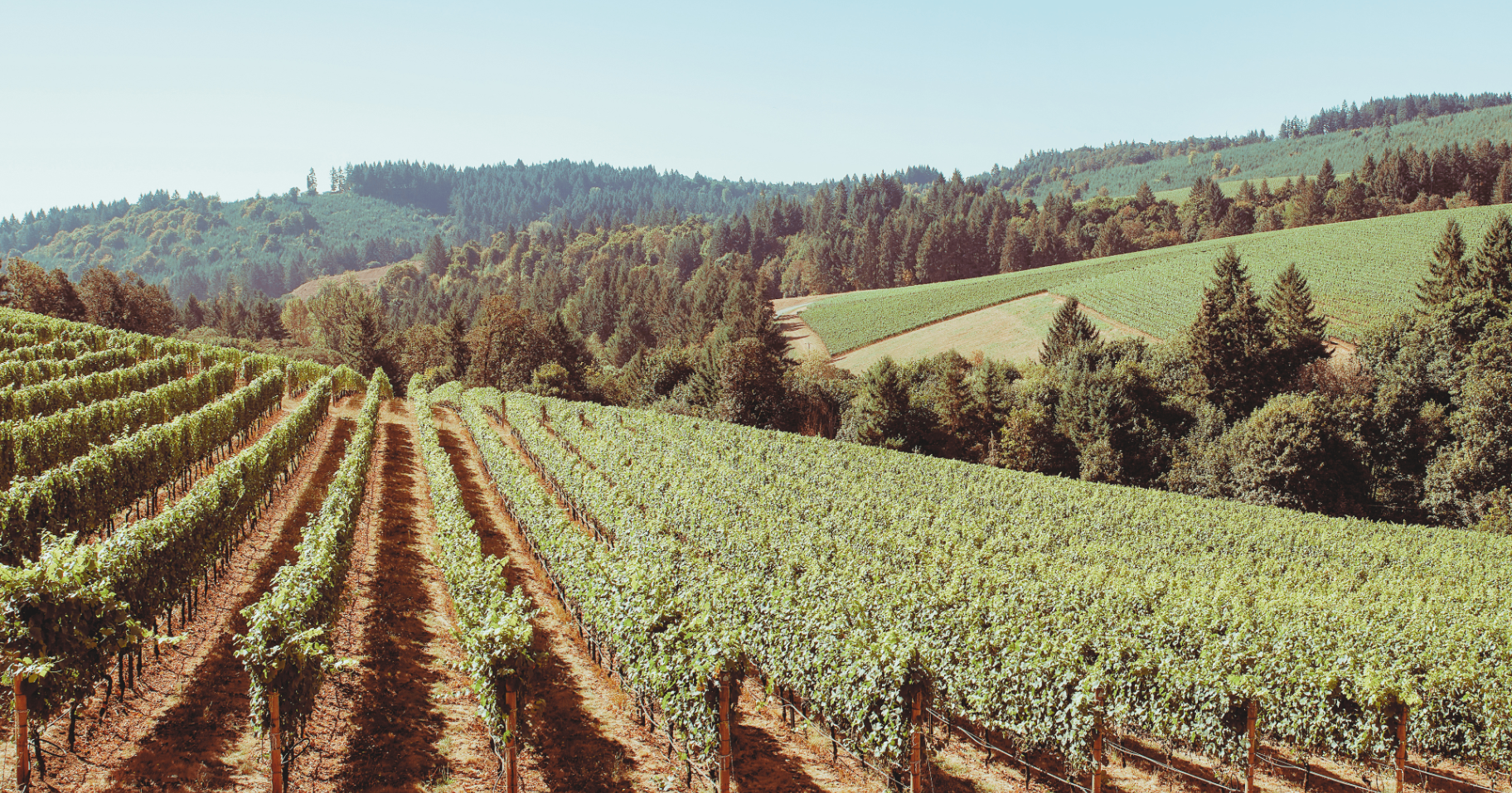 European vineyard at harvest